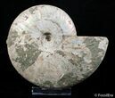 Inch Silver Iridescent Ammonite From Madagascar #2914-1